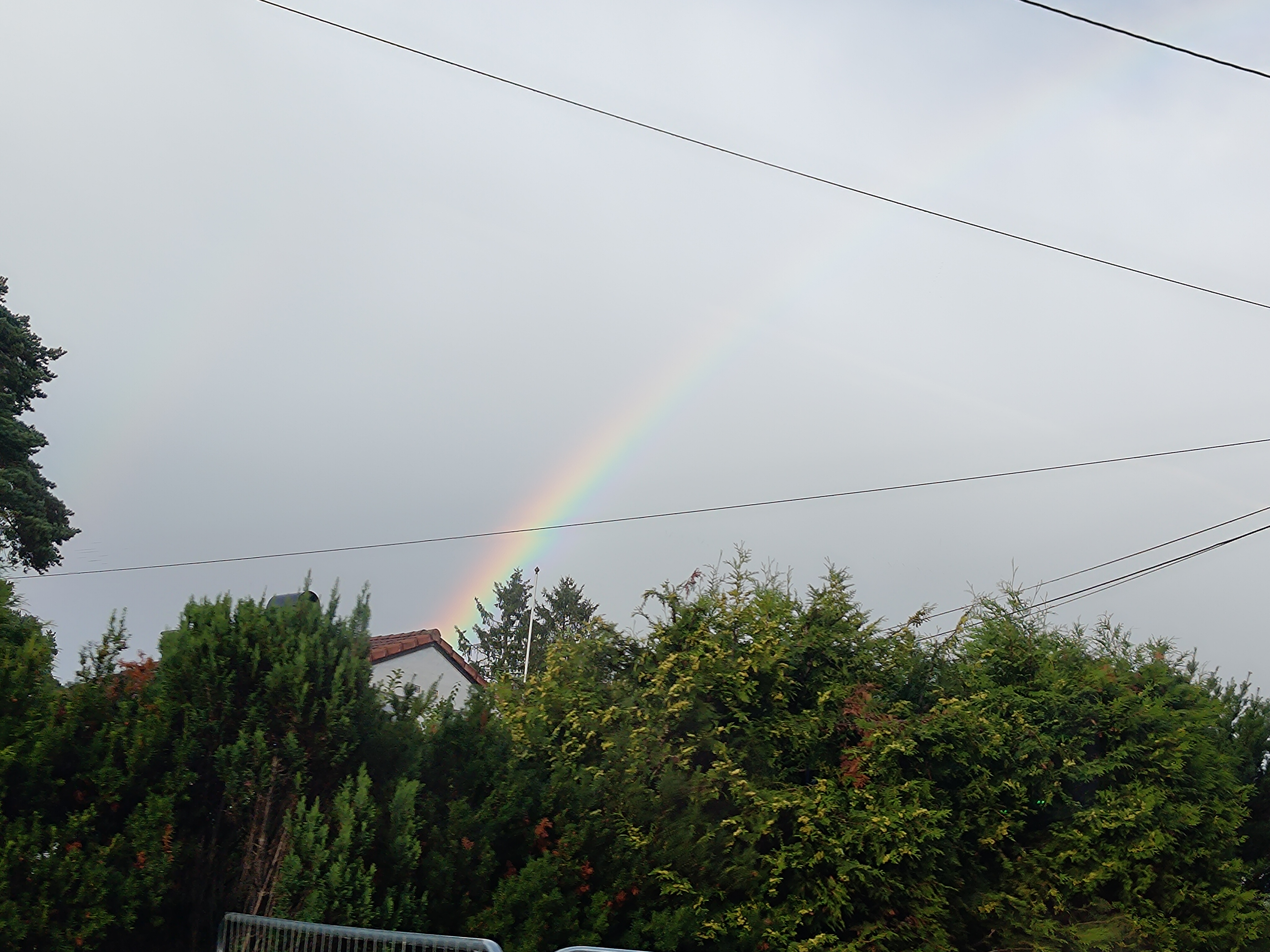 Regenboog